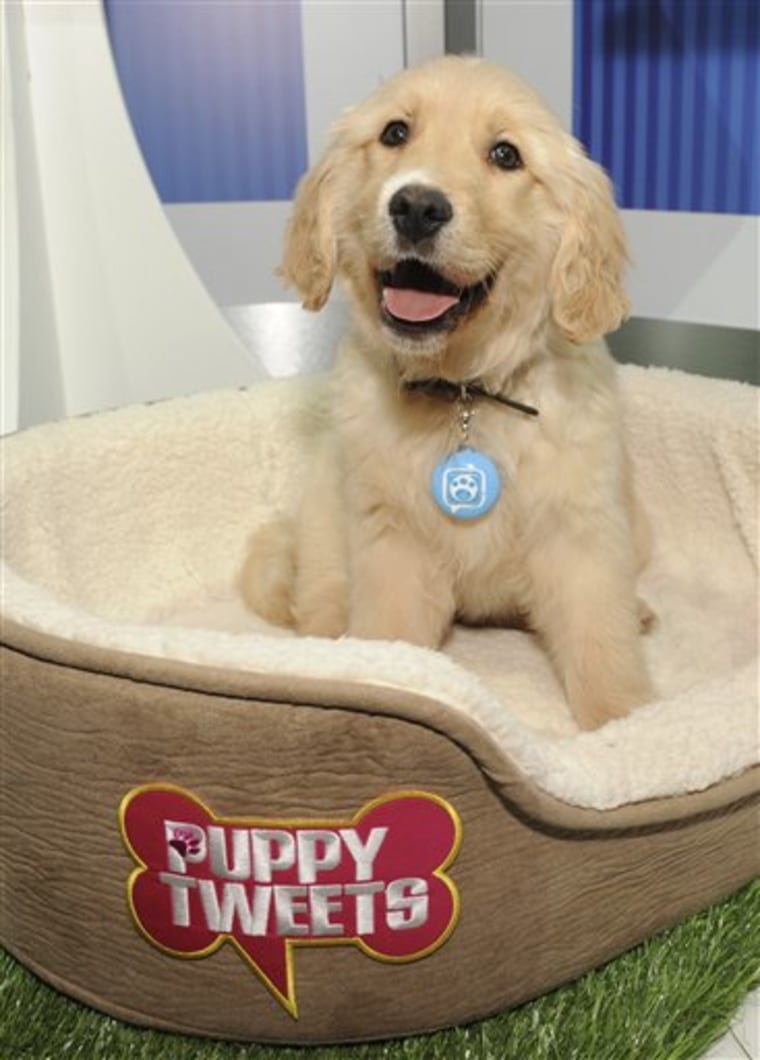 This undated image released by Mattel shows a dog wearing the Puppy Tweets device. Puppy Tweets is an electronic dog tag with a sensor that you attach to your dog's collar. It detects your pet's movements and sounds and sends a variety of tweets to a Twitter page you set up for your dog on a computer or smart phone. You can invite all your friends to be followers too. (AP Photo/Mattel) NO SALES